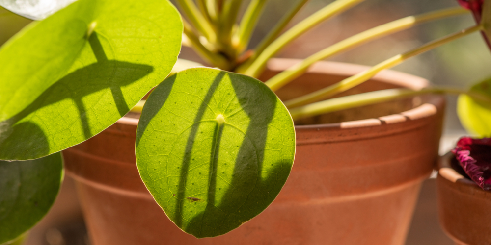 Bronze pilea