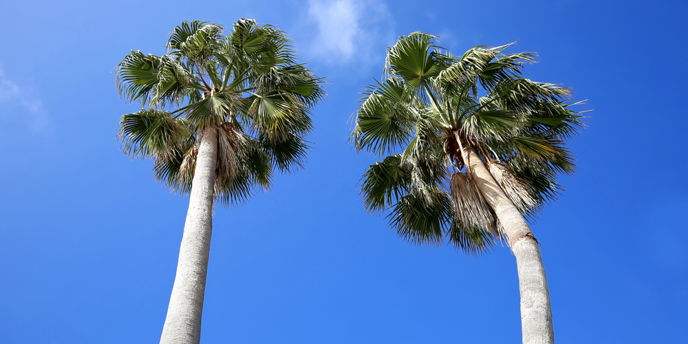 How far north do palm trees grow