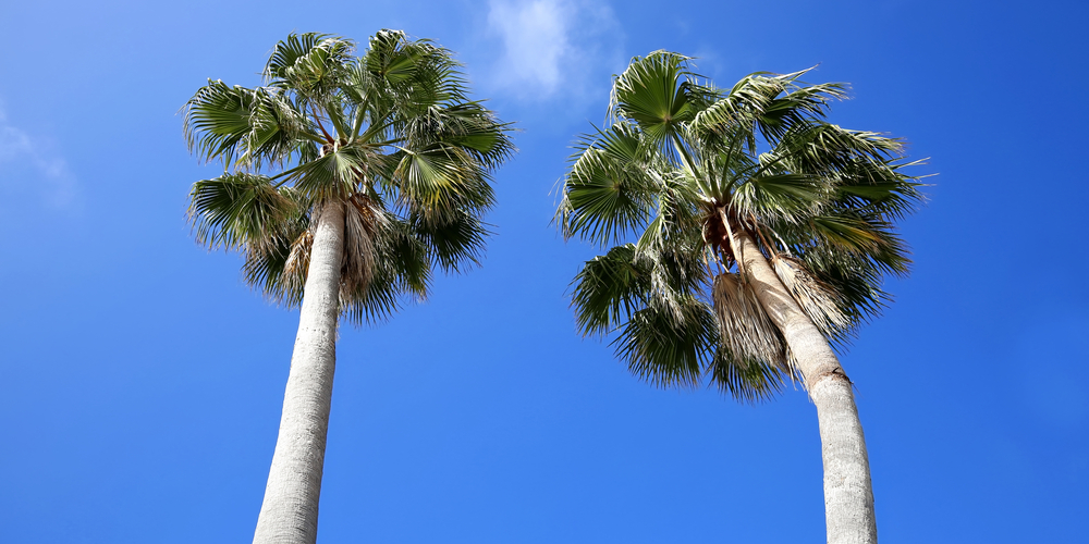 New Orleans Palm Trees