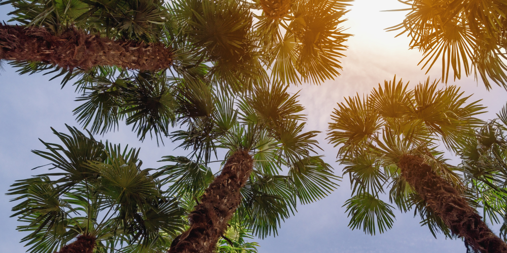 Florida Palm Tree Types