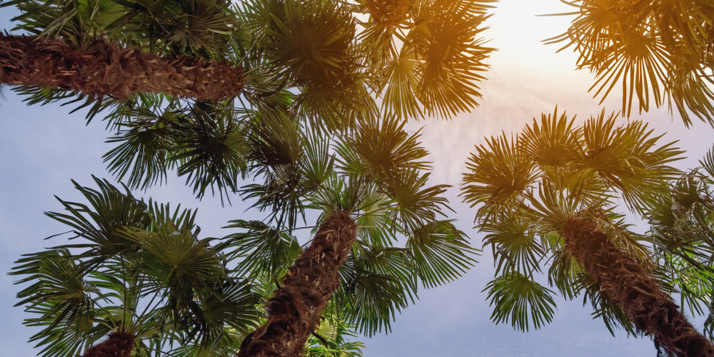 Small Palm Trees for Pool Area