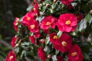 Red Flowers With Yellow Center