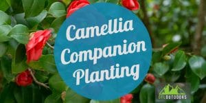 Camellia Companion Planting