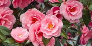 blood of china camellia