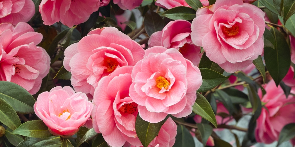 Camellia Japonica