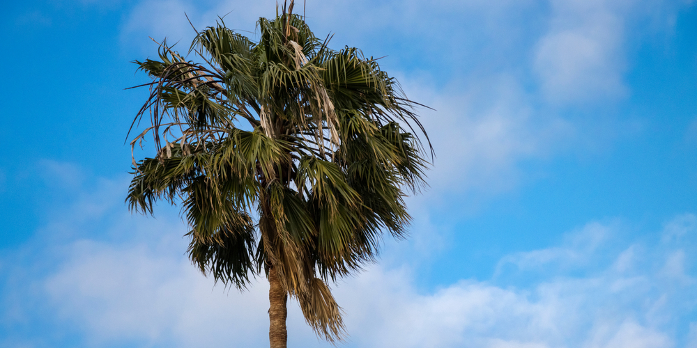 palm tree leaves turning white