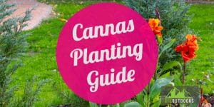 Cannas Planting Guide