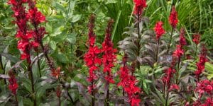 Red Wild Flowers