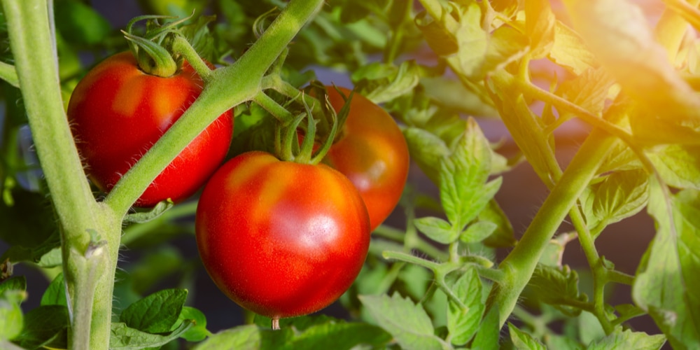 when to plant tomatoes in utah