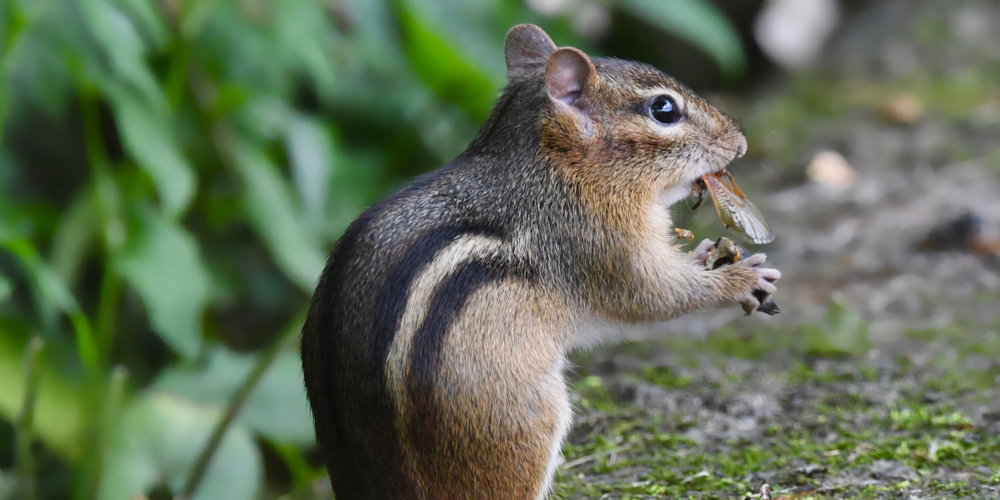 keep chipmunks out of garden