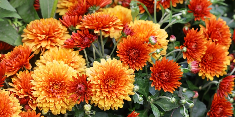 Chrysanthemums)