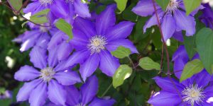 can clematis be grown in a pot