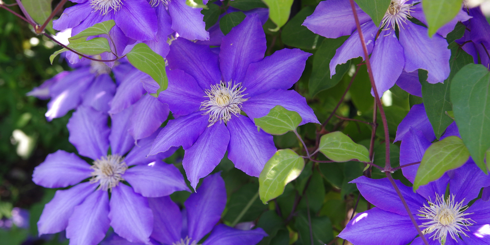 Clematis companion plants