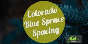 Colorado Blue Spruce Spacing