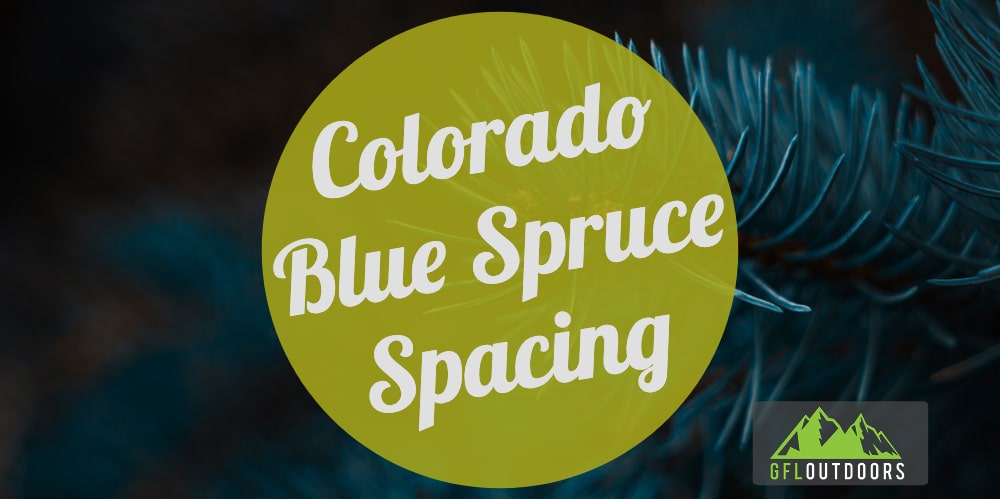 How Far Apart Do You Plant Colorado Blue Spruce Trees GFL Outdoors