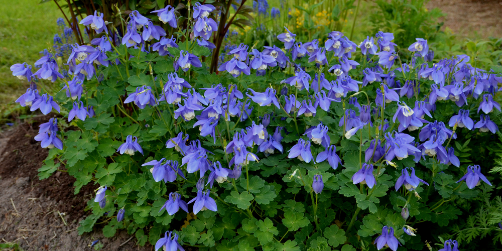 Native Shade Plants Indiana