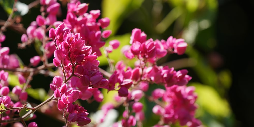 can coral bells be divided