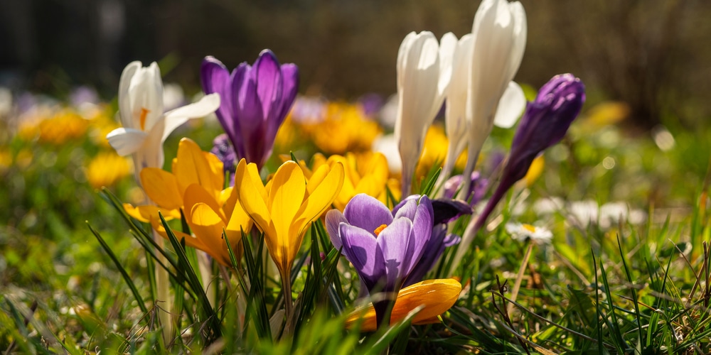 trees with flowers that look like tulips