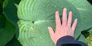 when should you cut the blooms off of hostas