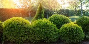 How and When to Trim a Boxwood Hedge