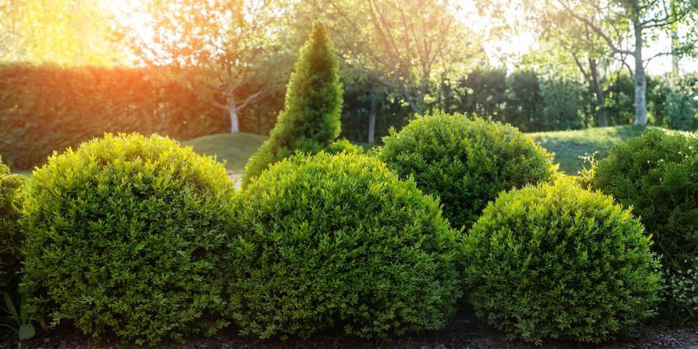 Hedge Plants California