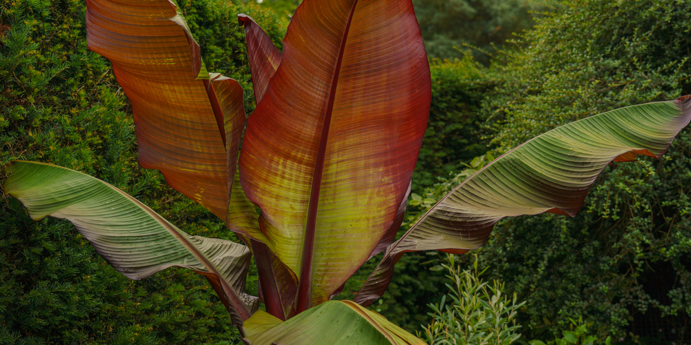 biggest leaf in the world