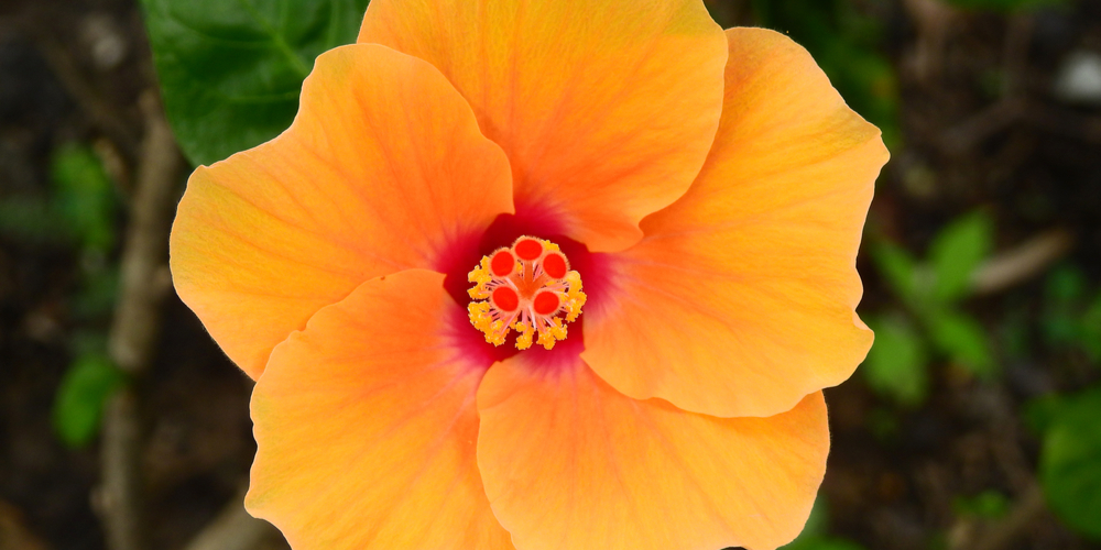 Fiesta Hibiscus 