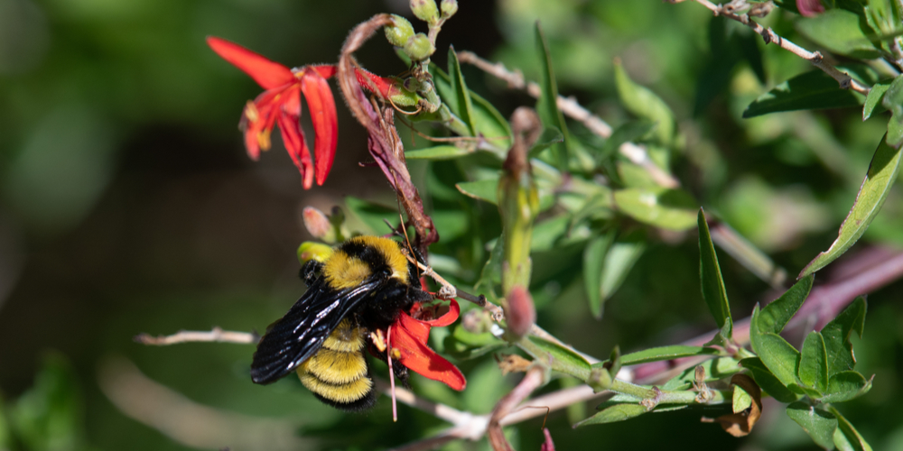 flame Acanthus