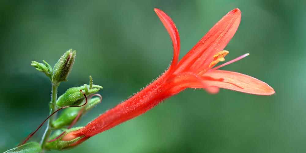 flame Acanthus