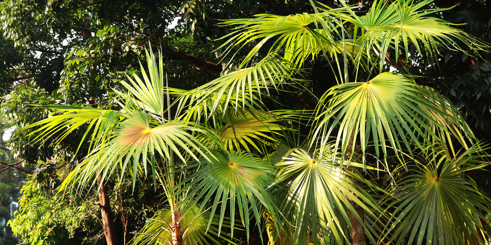 Overwatered Palm Tree