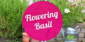 How to fix Flowering Basil