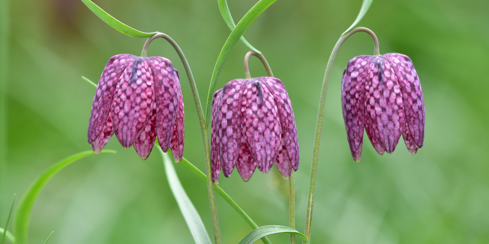 bulbs to plant in fall zone 5