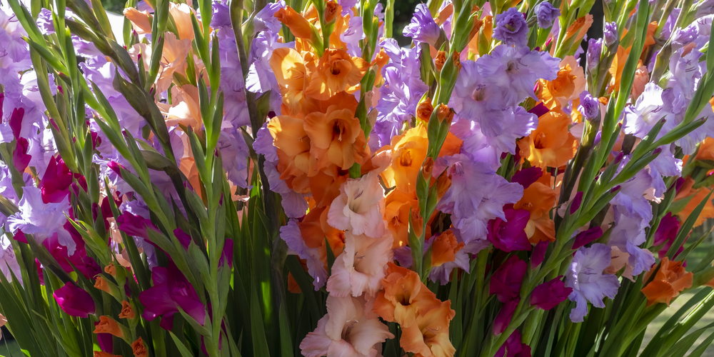 Gladiolus Bloom Stages