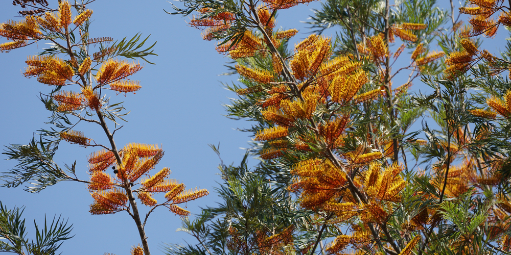 Grevillea Robusta Lifespan