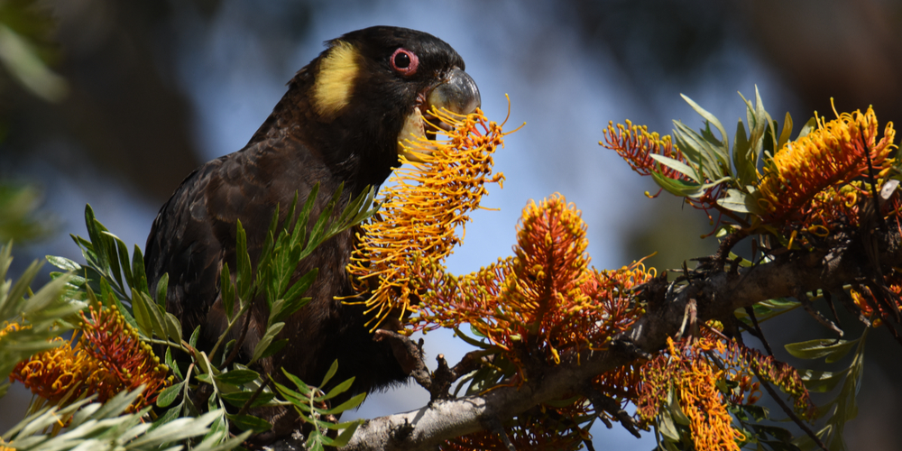 Grevillea Robusta Lifespan