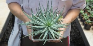 Aloe Vera Plant Turning Orange