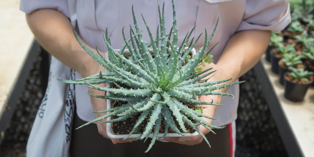 Hedgehog Aloe