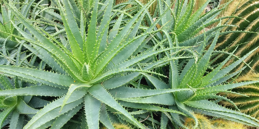 Hedgehog Aloe