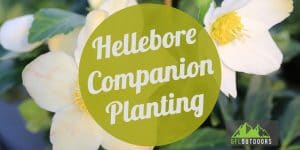 Hellebore Companion Planting