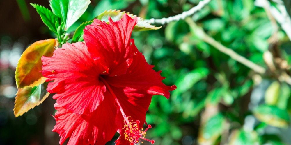 Hibiscus has yellow leaves, Why are they turning yellow