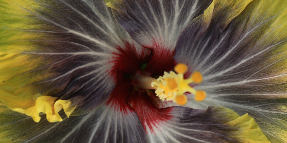 black hibiscus