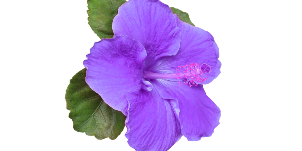 Hibiscuses with Purple Flowers