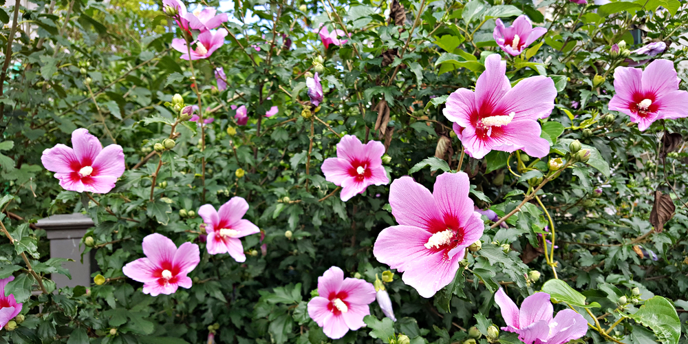 hibiscus zone 9