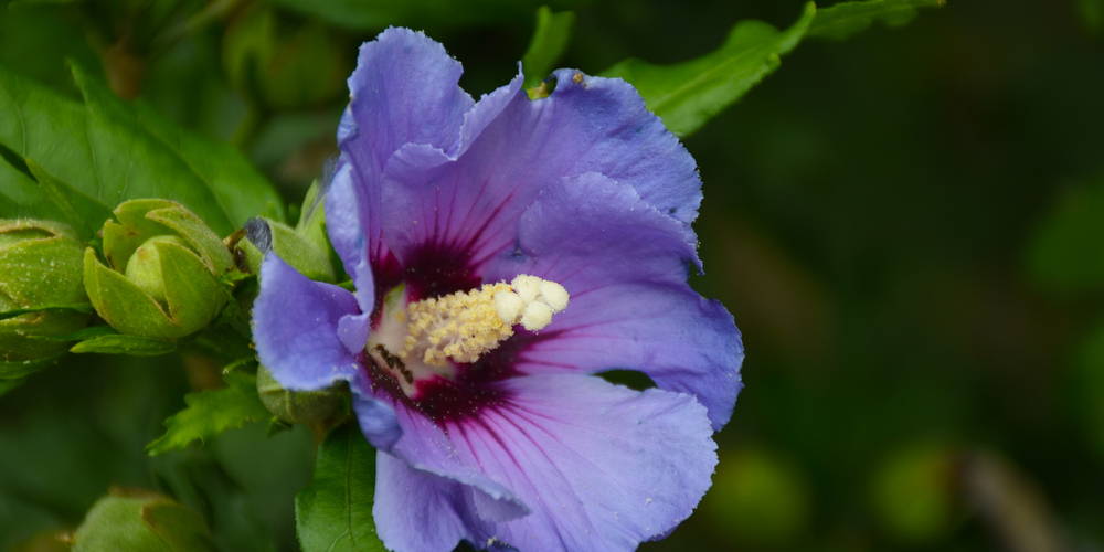 Hummingbird and Hibiscus