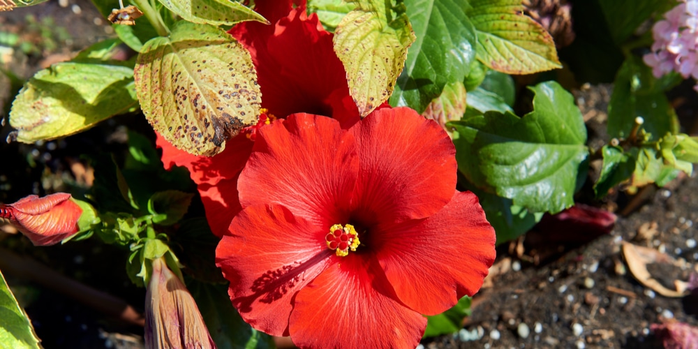 Hibiscus has yellow leaves, Why are they turning yellow