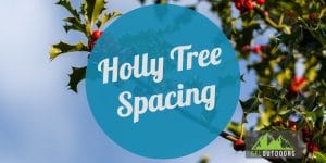 Holly Tree Spacing
