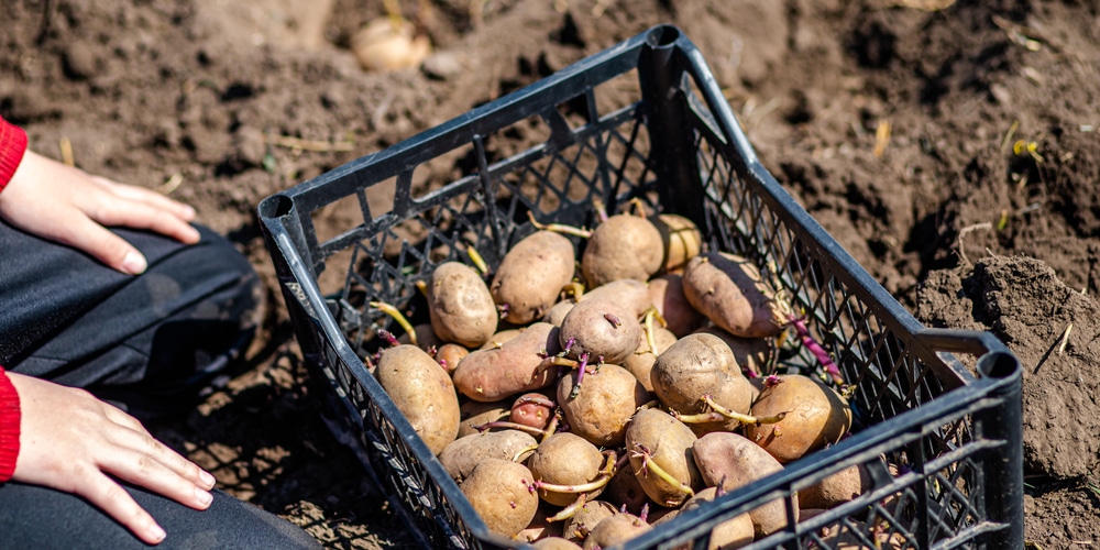 How to get potatoes to sprout eyes