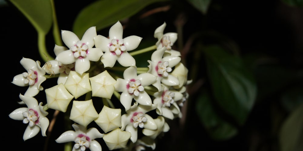 Hoya Australis