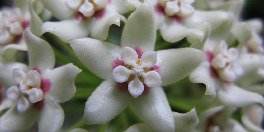 Hoya Australis