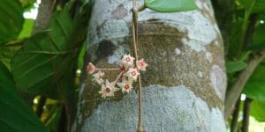 Hoya Verticillata